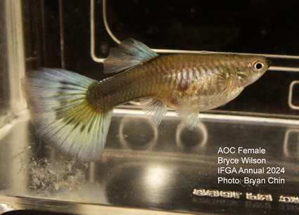 Female guppy aoc